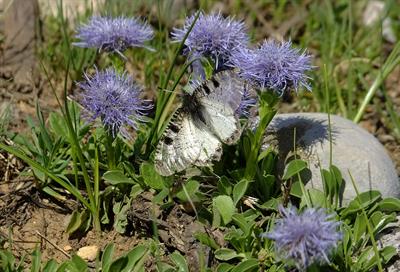 Globularia trichosan